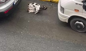 Trio of Cats Scurry Away After Getting Caught Fooling Around