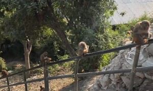 Many Hungry Monkeys Take Tangerines From the Trunk of a Car