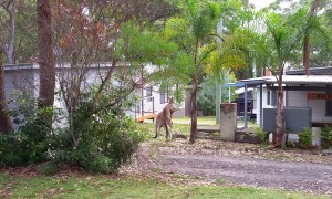 Kangaroos Tussle in the Front Yard