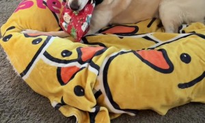 Stevie The Wonder Dog Reunited With His Rescuer