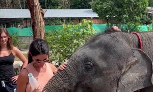 Elephant Calf Hugs the Belly of a  Pregnant Woman