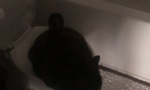 If Only She Knew How to Flush