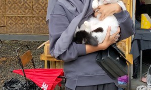 Masked Cat Displays a Dominant Hiss