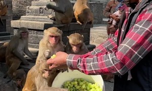 Man Feeds Monkeys a Bucket Full of Grapes