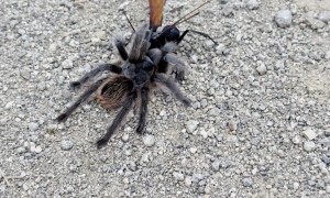 Tarantula Hawk with a Paralyzed Tarantula