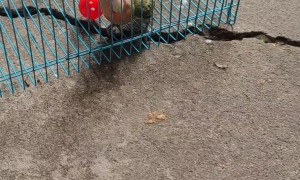 Escape Artist Parrot Just Wants His Ball