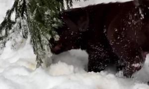 Labrador Puppies Meet Snow for the First Time