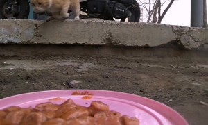 Food Delivery for Cats Using RC Car