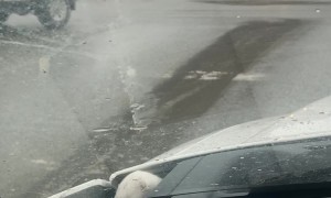 Cute Ermine Hitches a Ride