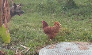 Dog Plays With Chicken