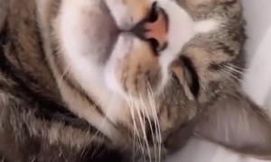 Cat Lays On His Back Exposing His Belly