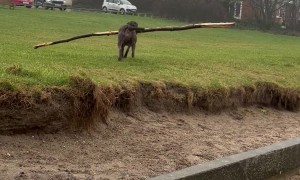 Executive Aquatic Branch Manager