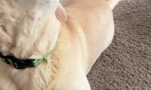 Dog Doesn't Want Help Opening Package