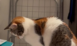 Cat Syncs With Printer