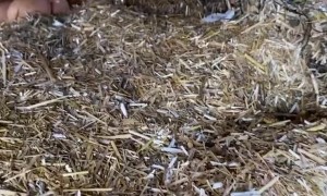 Cat Curls Up To Chicken Eggs