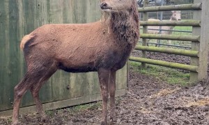 Red Deer Stag In His Emo Era