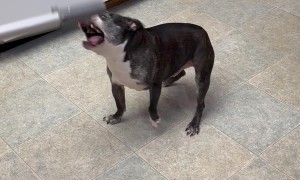 Boston Atticus Attacks Vacuum Hose