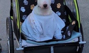 Puppy Pope Takes a Ride in the Pup-Mobile
