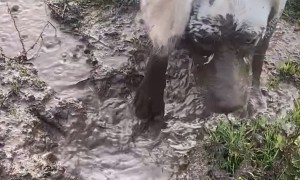 Dog Dunks Face In Mud