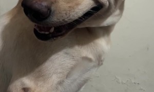 Guilty Dog Smiles At Chewed Shoe