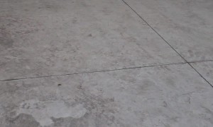 Kitten Shreds On Skateboard