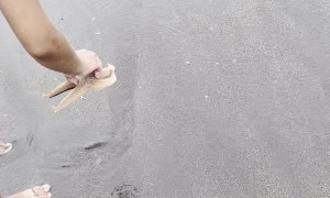 Strong Ground Swells Cause Numerous Strand Starfish on Beach