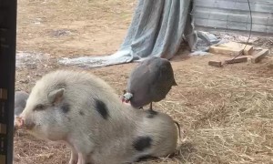 Guinea Fowl Acts as Hair Stylist for Mini Pig