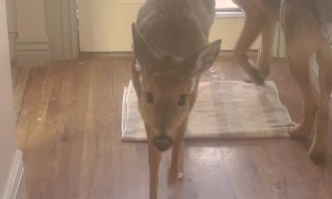 Deer Follows Dogs Inside