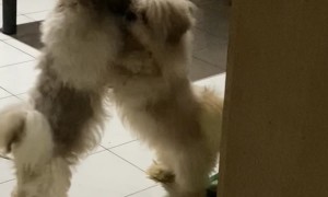 Shih Tzus Lean On Each Other