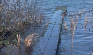 Neither Labrador Has A Braincell