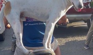 Dog Balances on Motorcycle in Busy Traffic