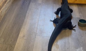 Monitor Lizard Egg Mayhem