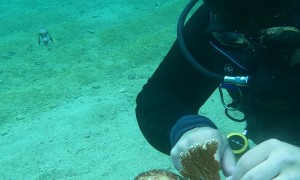 Marine Biologist ASMR