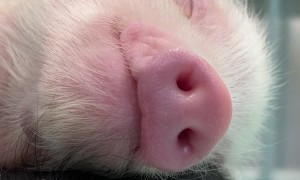 Sleeping Micro Pig Siblings Cuddle