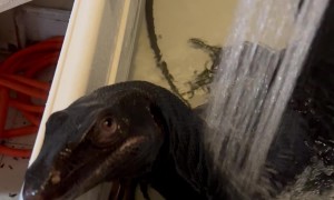 Monitor Lizard Enjoys Spa Day