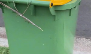 Giant Stick Insect On Wheelie Bin