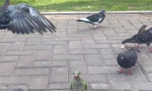 Bird Makes Friends With Park Pigeons