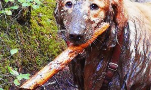 Hiking Golden Retriever Finds Mud Puddle