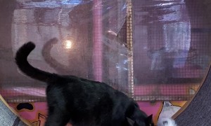 Kitten Clings To Rotating Running Wheel