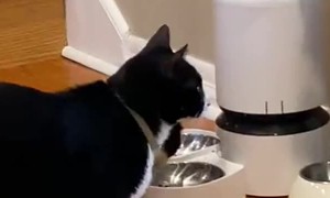 Cats Hack Automatic Feeder