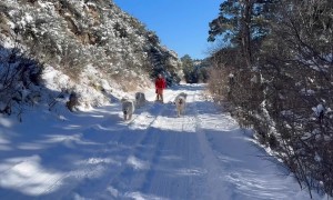 Dog Sledding in Dayton Wyoming