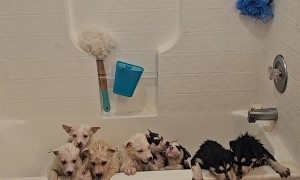 Ten Husky Puppies Take A Bath