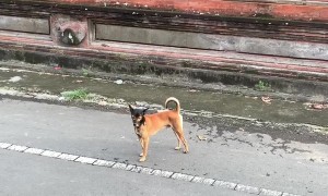 Masked Dog On A Mission