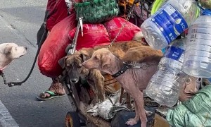 Homeless Man with Lots of Animals Asking Questions