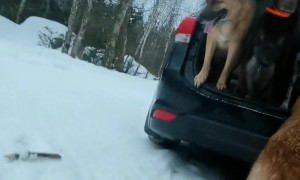 Terrier Stands Underneath Labrador