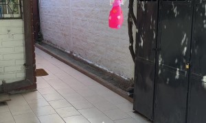 Doberman Celebrates Birthday With Pinata