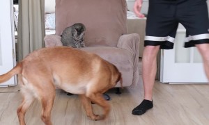 Dog Pulls Cat In Basket