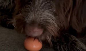 Dog Gets Caught Hiding An Egg