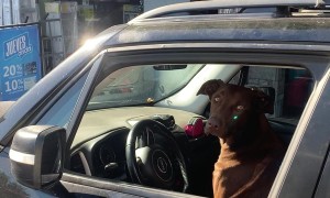 Dog Pretends to Be A Driver