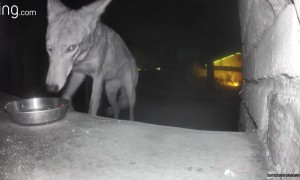 Coyote Steals Ring Camera